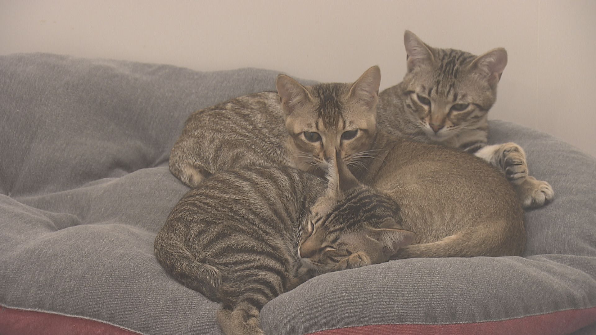 消委會網購貓狗　揭半數動物有疾病或處不良狀態