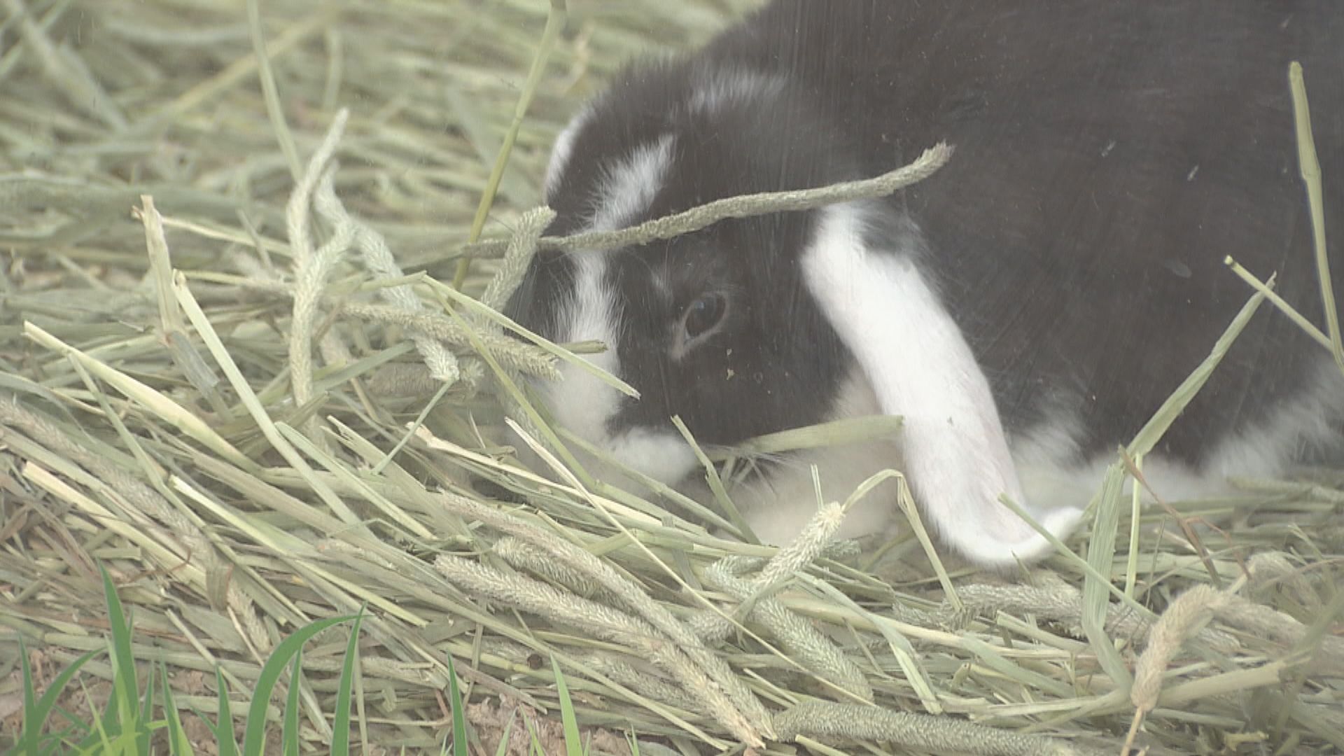 消委會測試12款兔糧　全部營養不符歐盟指引