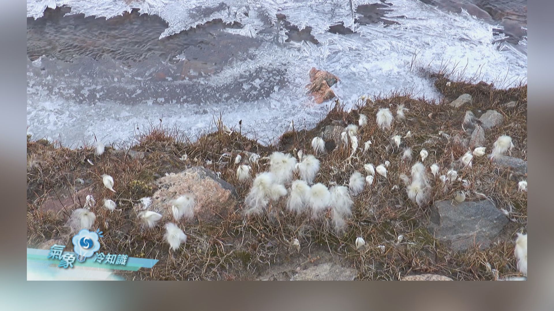 【氣象冷知識】植物的適者生存