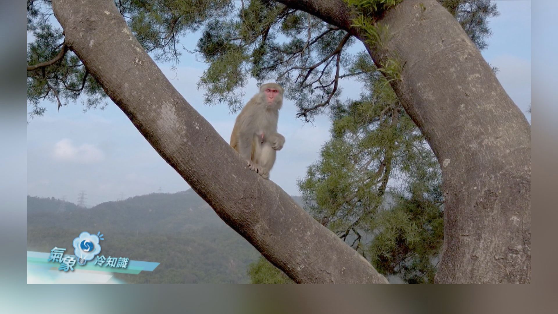 【氣象冷知識】二氧化碳