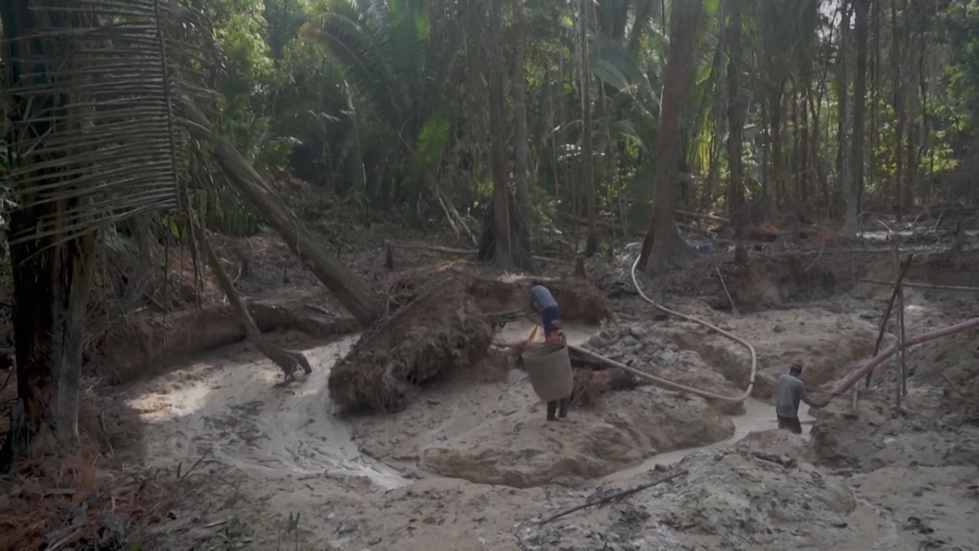 逾百國家將承諾2030年停止森林砍伐