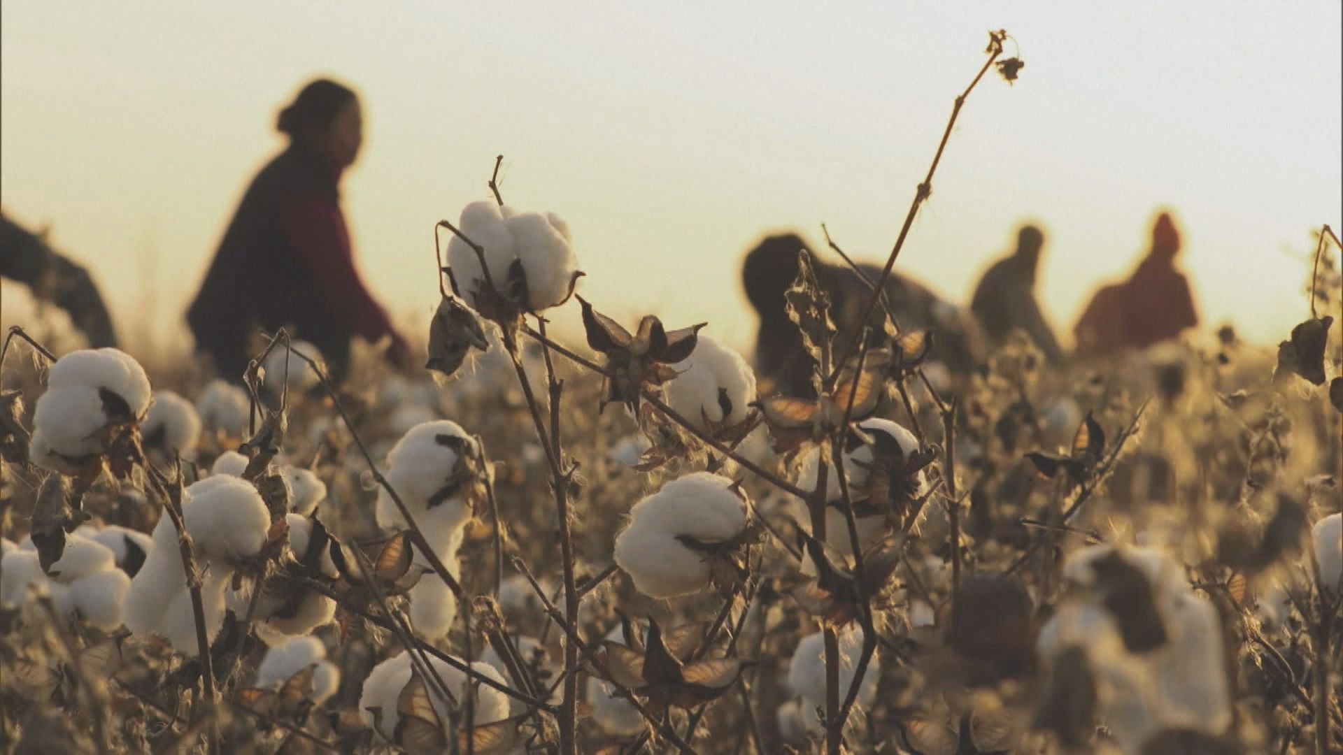 BCI封殺新疆棉花成抵制潮「推手」