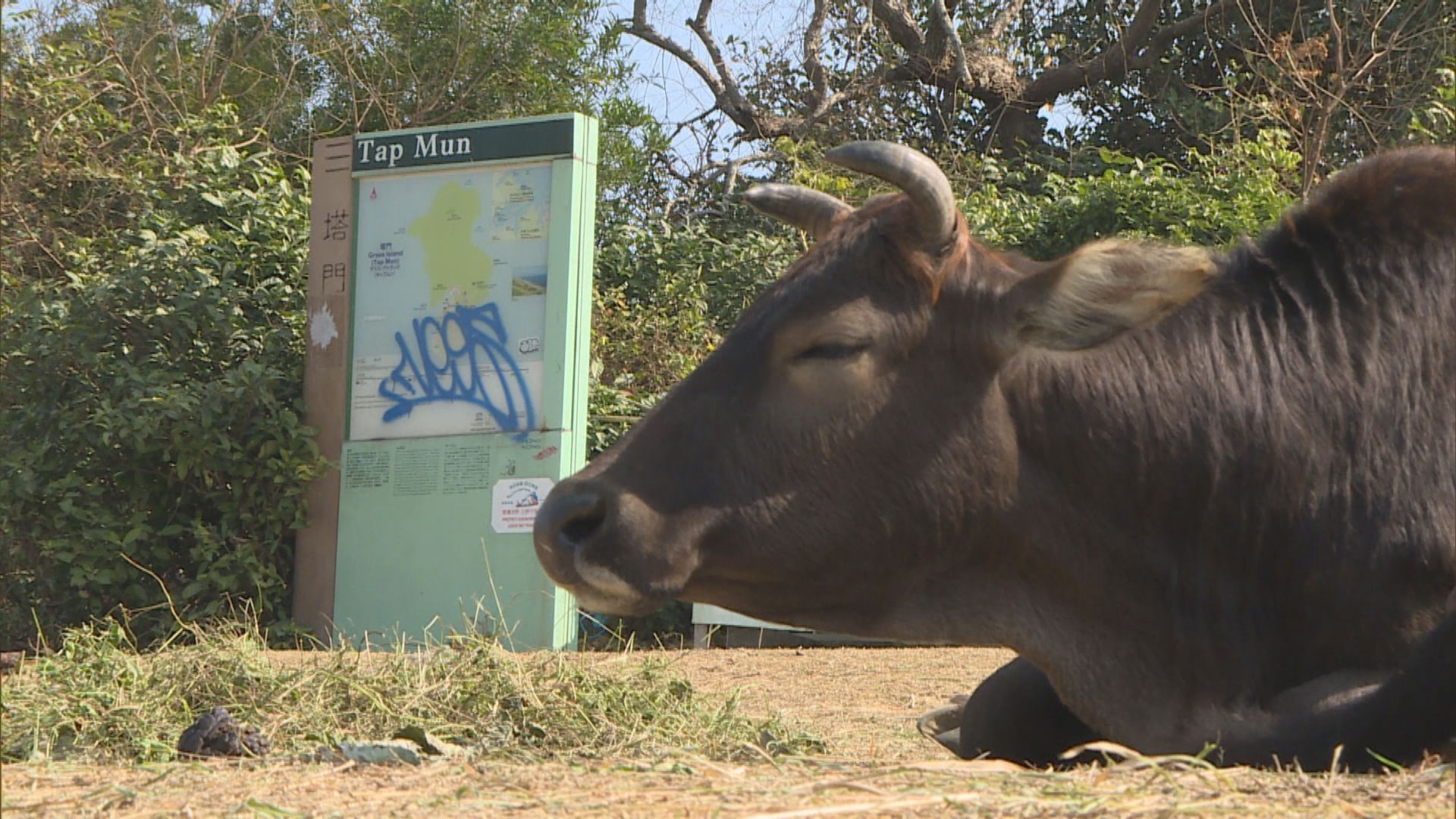 【牛牛的辛酸】塔門牛隻過去一年克服糧荒及疫症