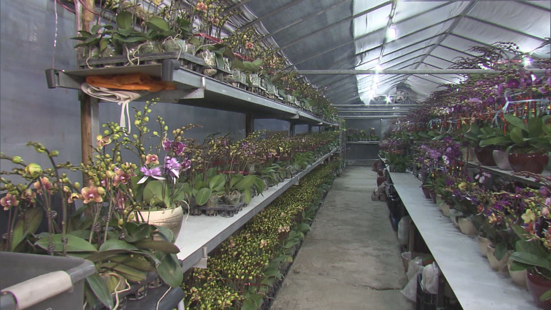 鮮花批發商倡租用市區丟空店舖售賣年花