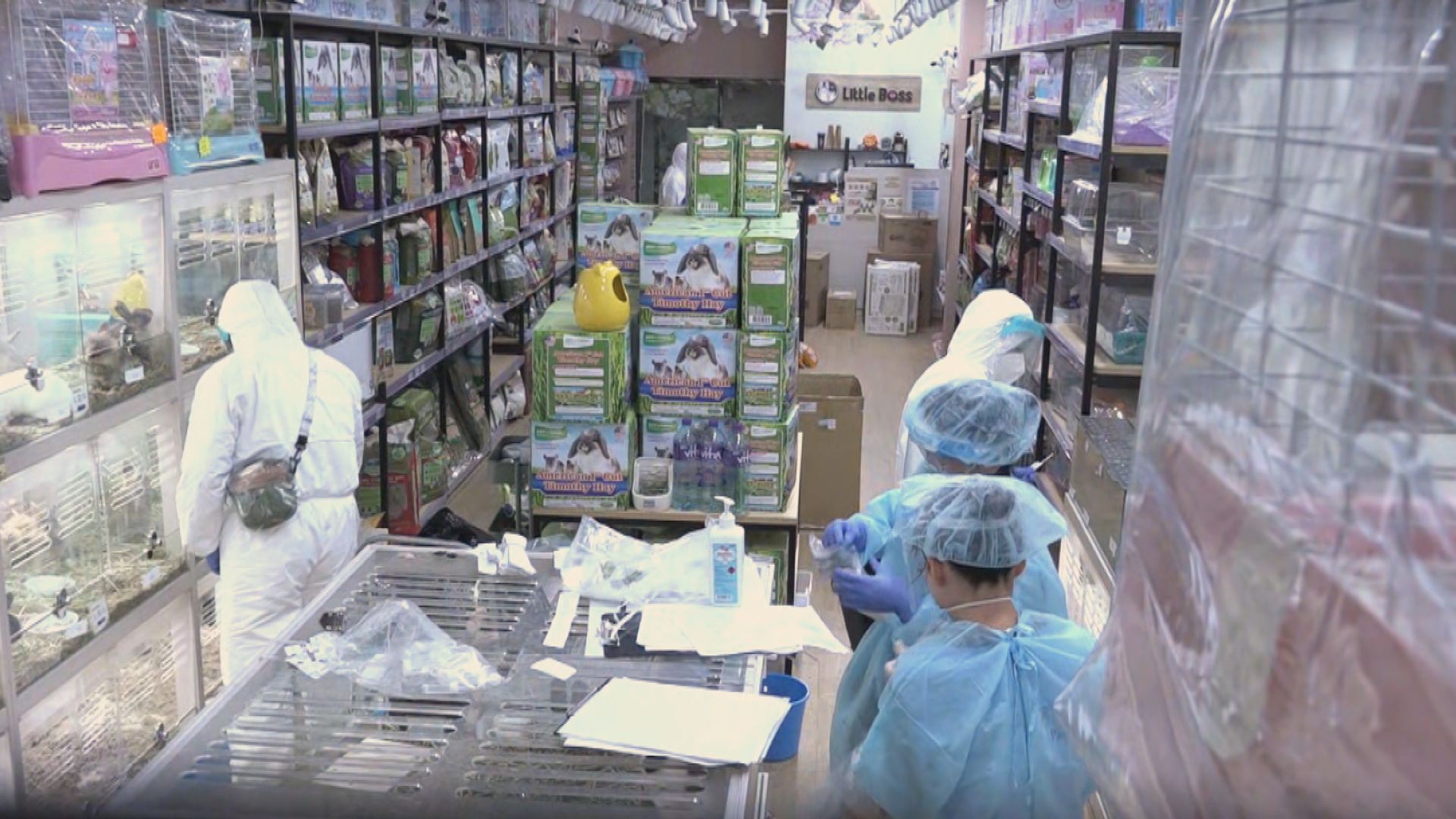 再多兩間寵物店發現陽性樣本　漁護署籲勿阻市民交出倉鼠
