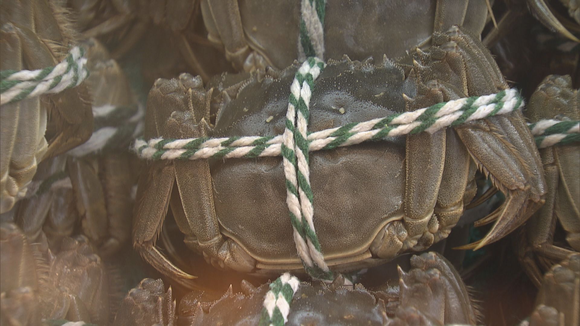 內地大閘蟹未有批文　暫未知供港日期