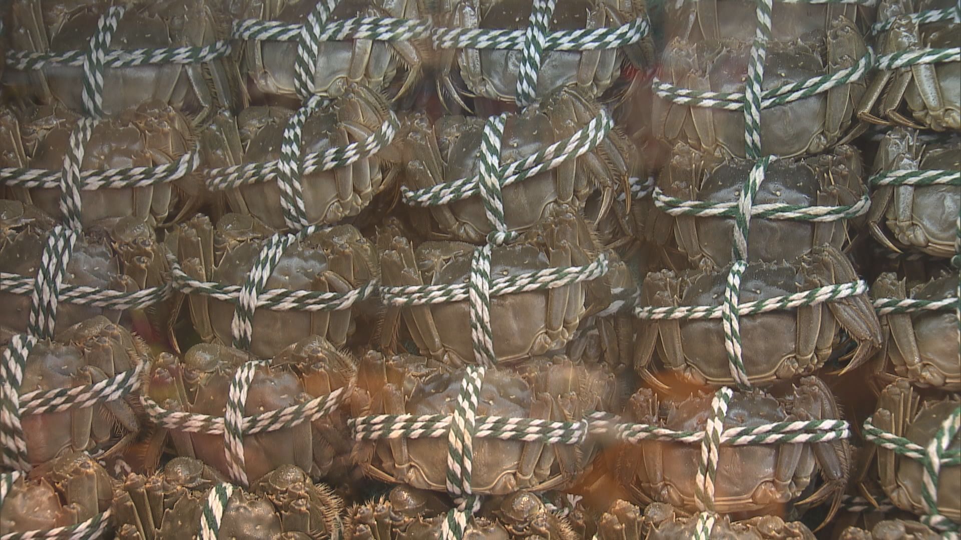 食安中心抽驗33個大閘蟹樣本全部結果滿意