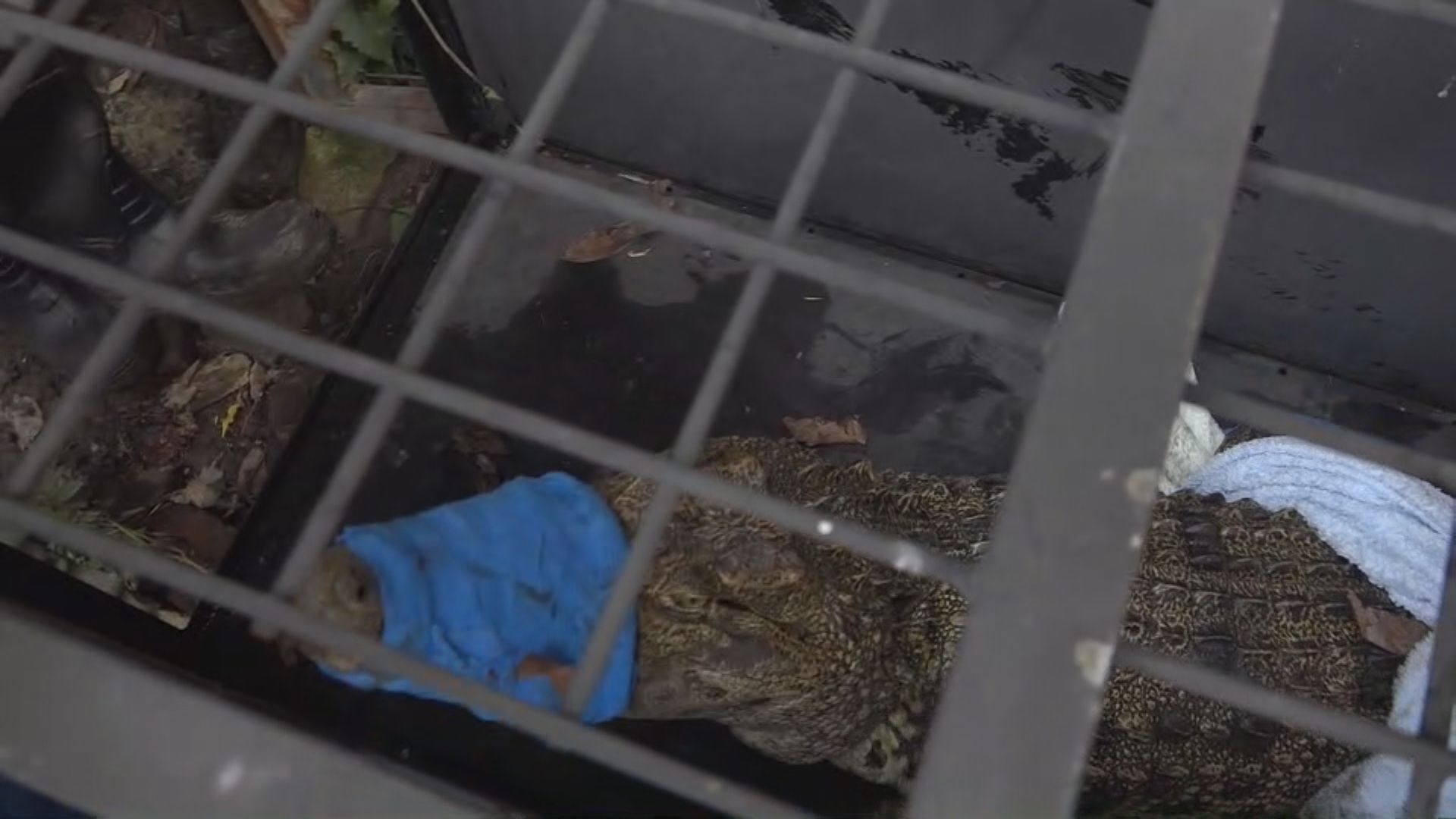 八鄉蓮花地下午發現鱷魚　警方及漁護署傍晚成功捕獲