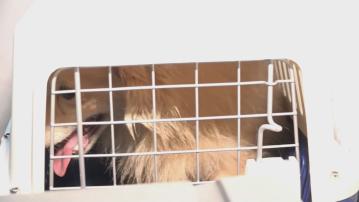 一對父子涉嫌虐待動物被捕