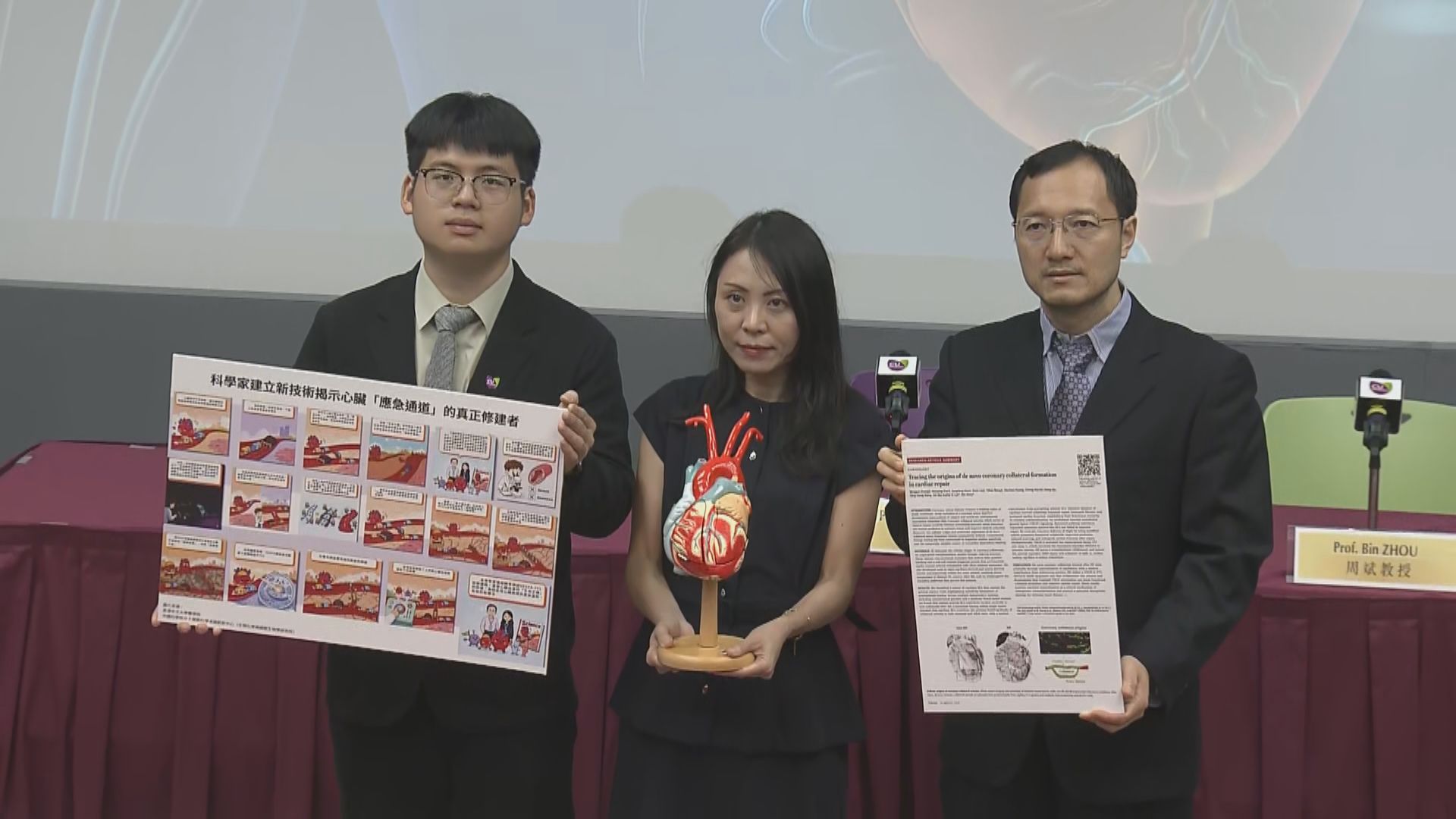 中大與中科院研究發現心臟毛細血管可「天然搭橋」　轉化為側支動脈恢復供血
