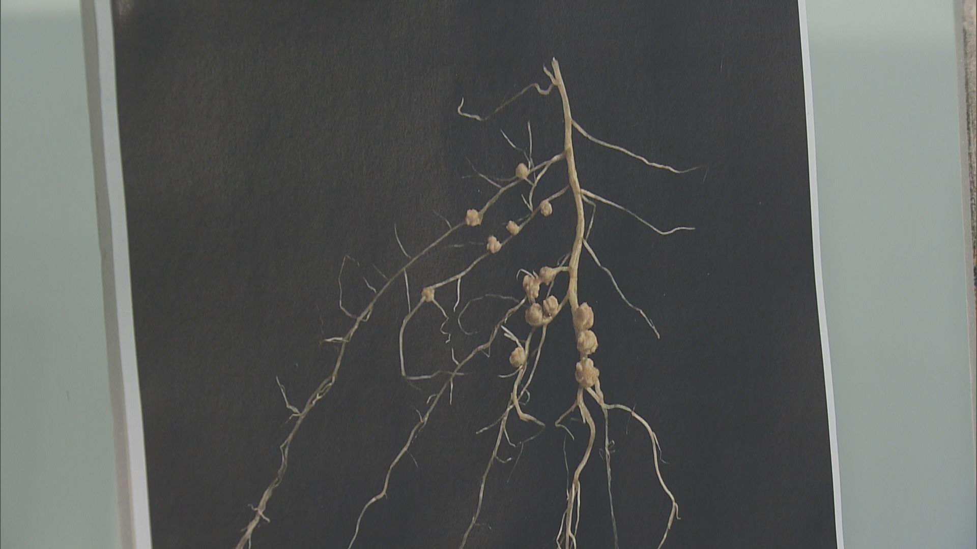 中大研究「根瘤菌」隨天舟六號升空 預計6至8個月後回地球