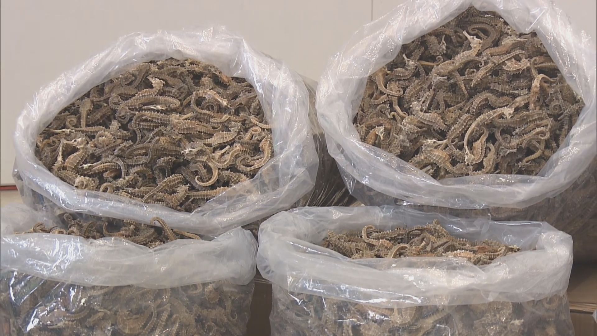 海關檢獲75公斤受管制乾海馬　一男子被捕