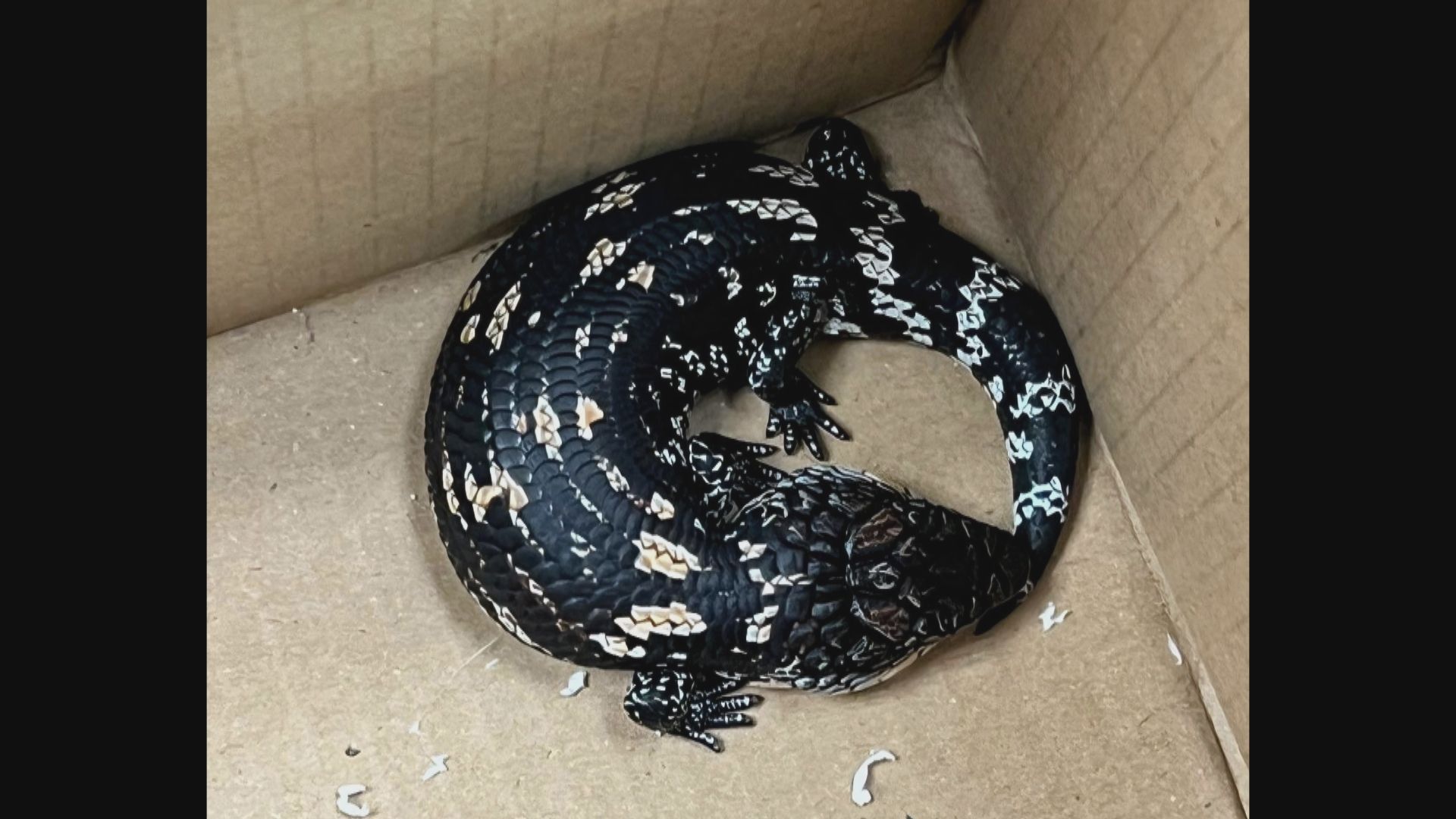 海關於深圳灣管制站檢逾40隻疑瀕危蜥蜴　約值11.5萬元