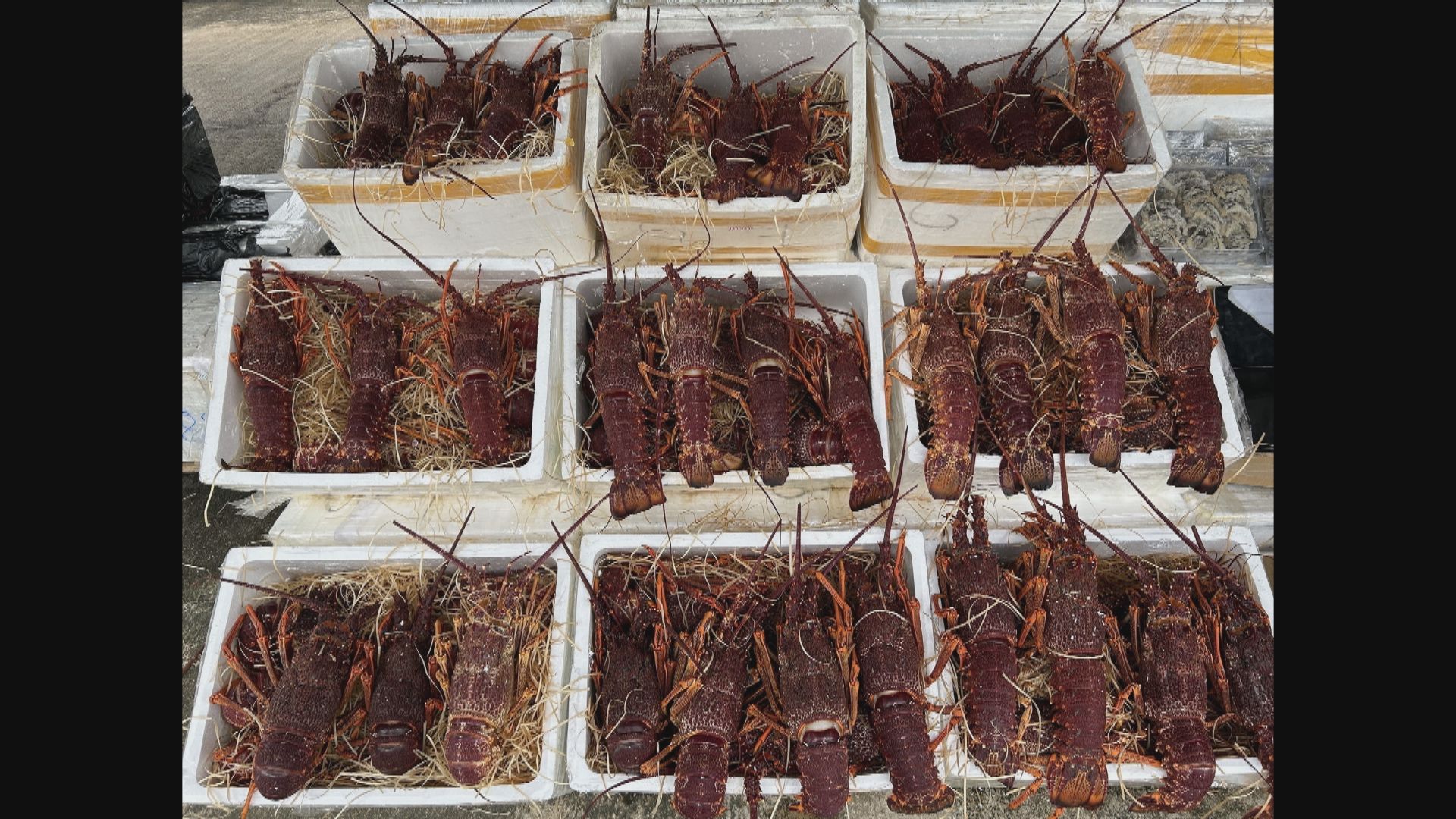 海關檢逾千萬元走私龍蝦等貴價食材