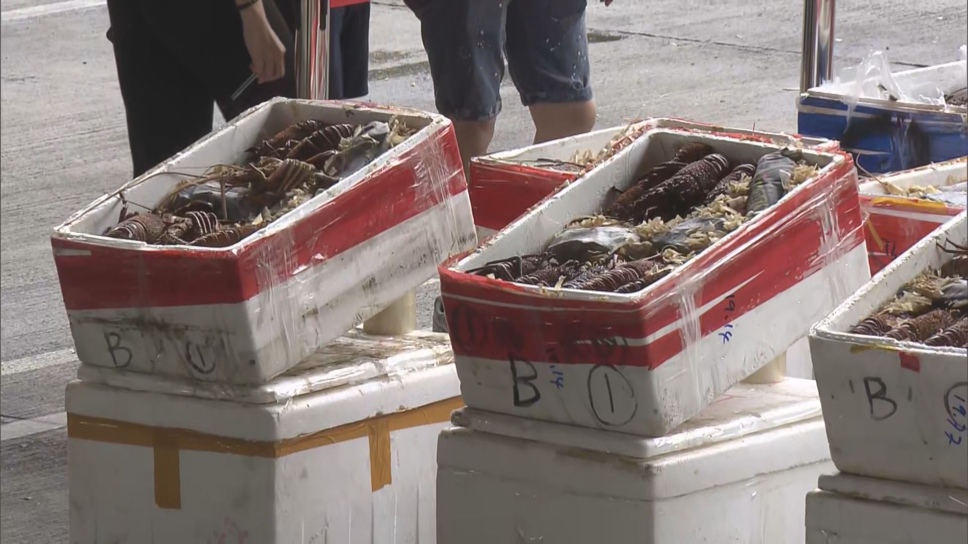 海關與內地當局反走私行動　檢獲澳洲龍蝦市值逾四百萬