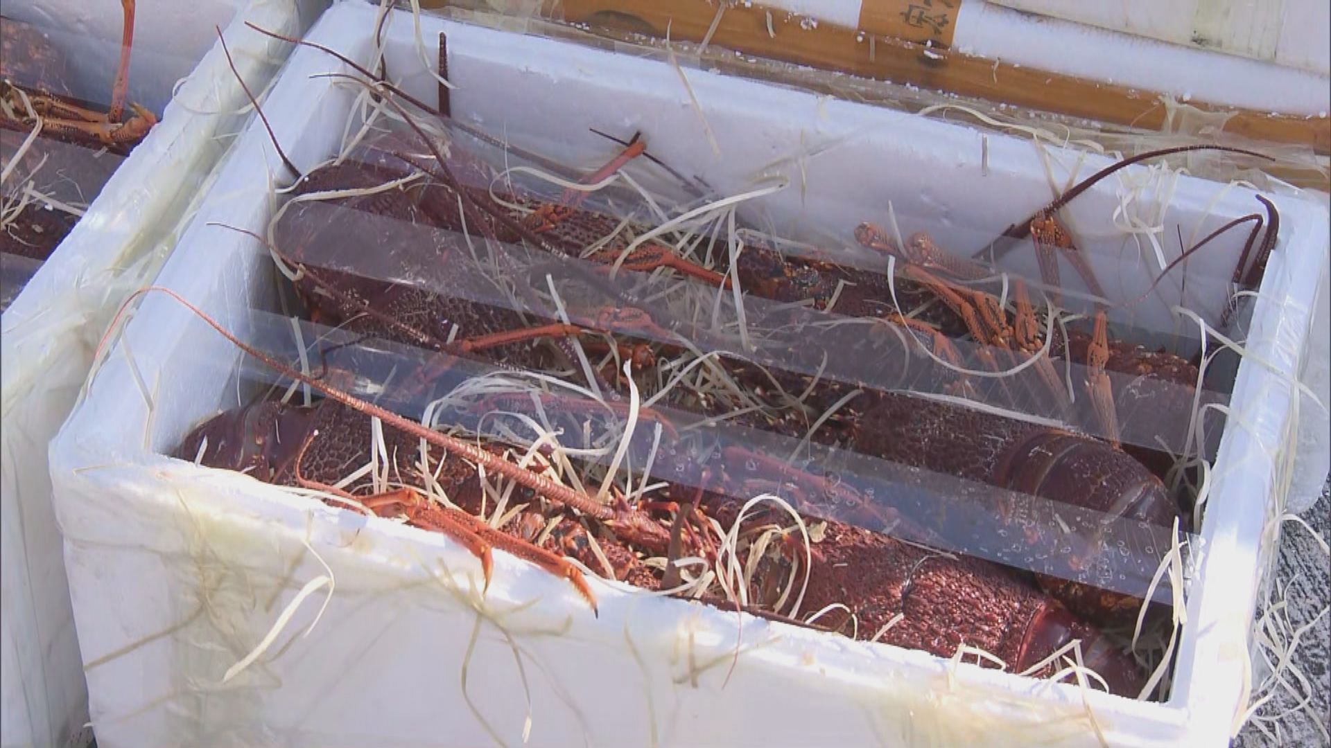 海關截獲走私快艇檢龍蝦海參巿值約一千萬元拘兩人