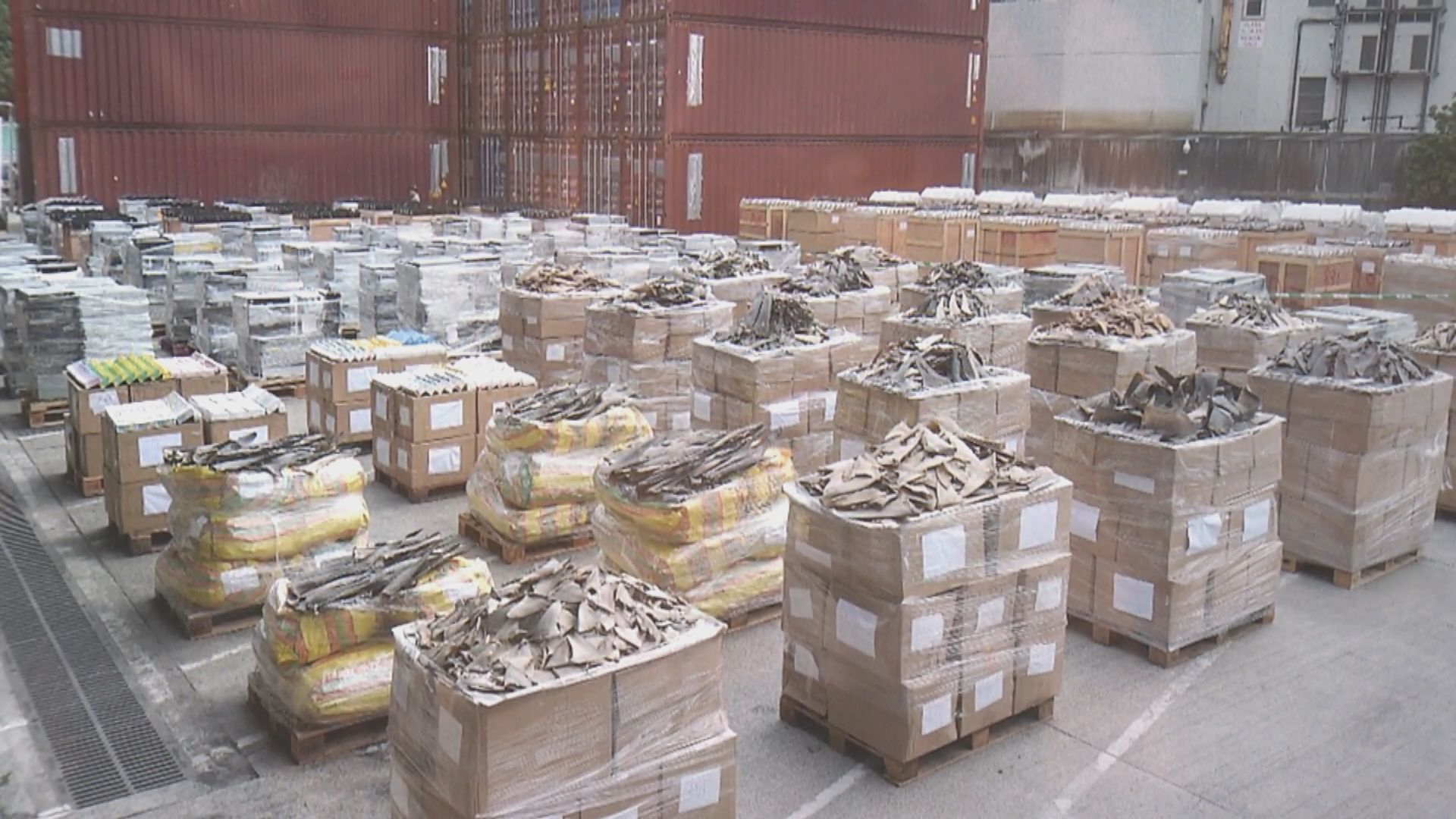 海關及漁護署展開聯合行動 檢獲約5.3噸瀕危物種