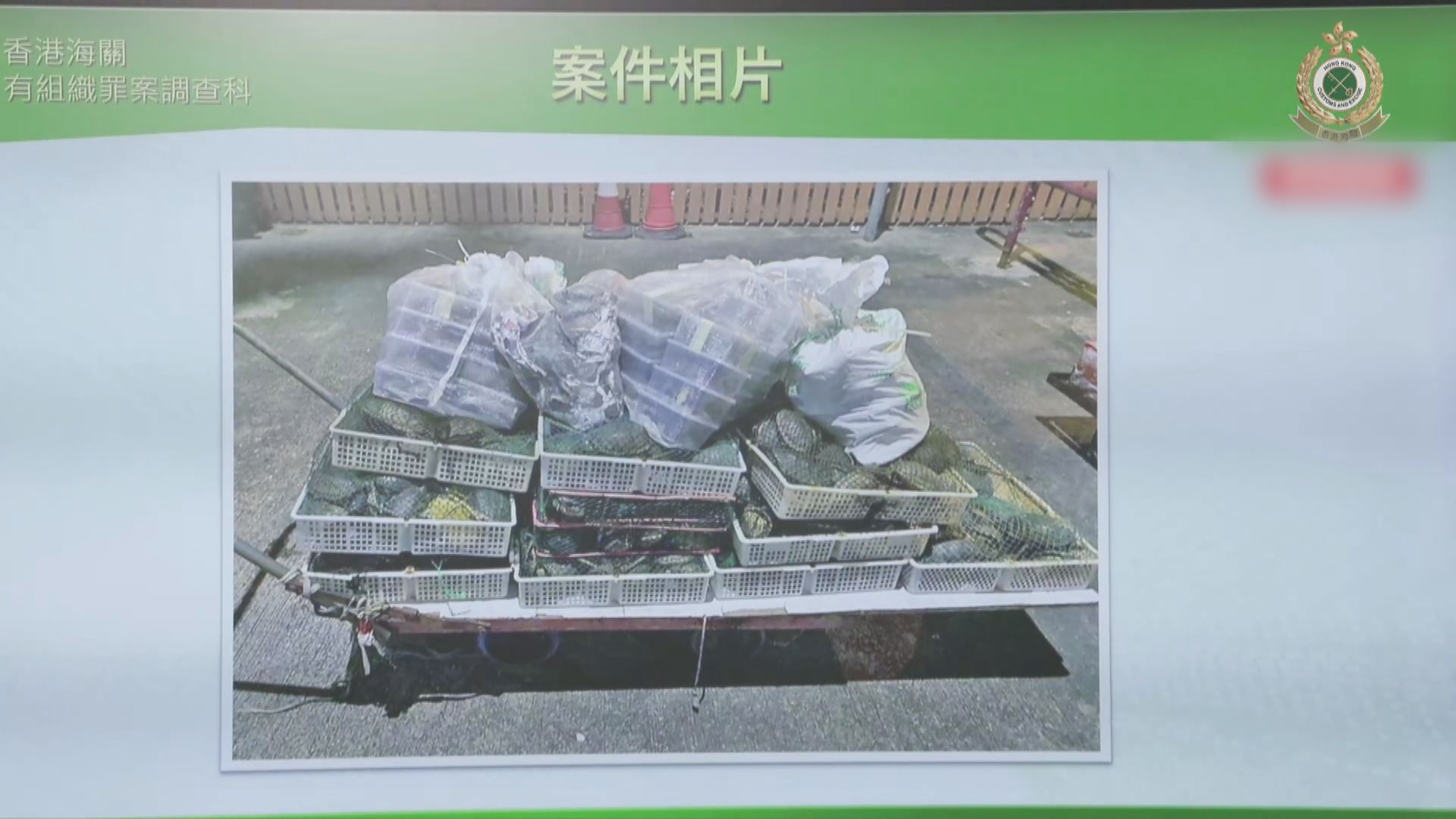 3男涉走私3300隻活龜被捕