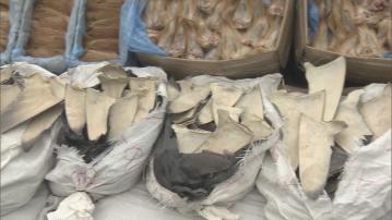 海關東涌搗快艇走私集團 檢值400萬元魚翅鹿尾等