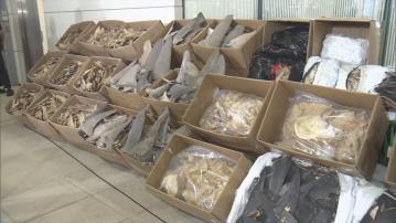 海關檢獲1285公斤疑受管制魚翅市值約640萬