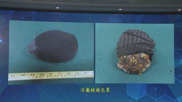 海關機場檢419隻瀕危活龜及大批活珊瑚　拘捕5人