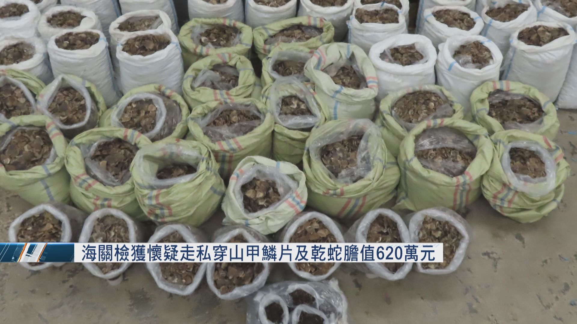 海關檢獲懷疑走私穿山甲鱗片及乾蛇膽　約值620萬元