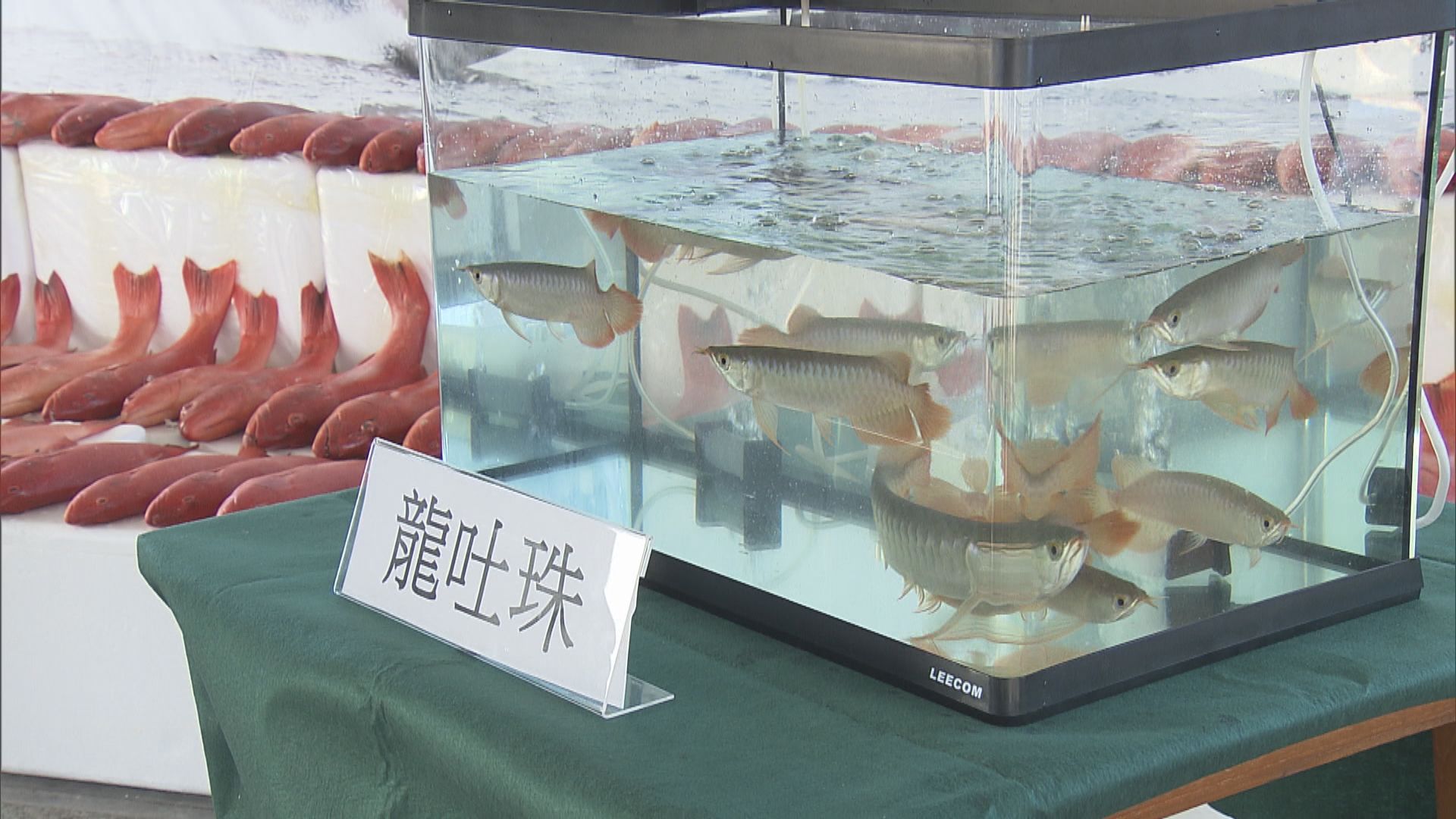 海關破獲涉龍吐珠走私案拘三人