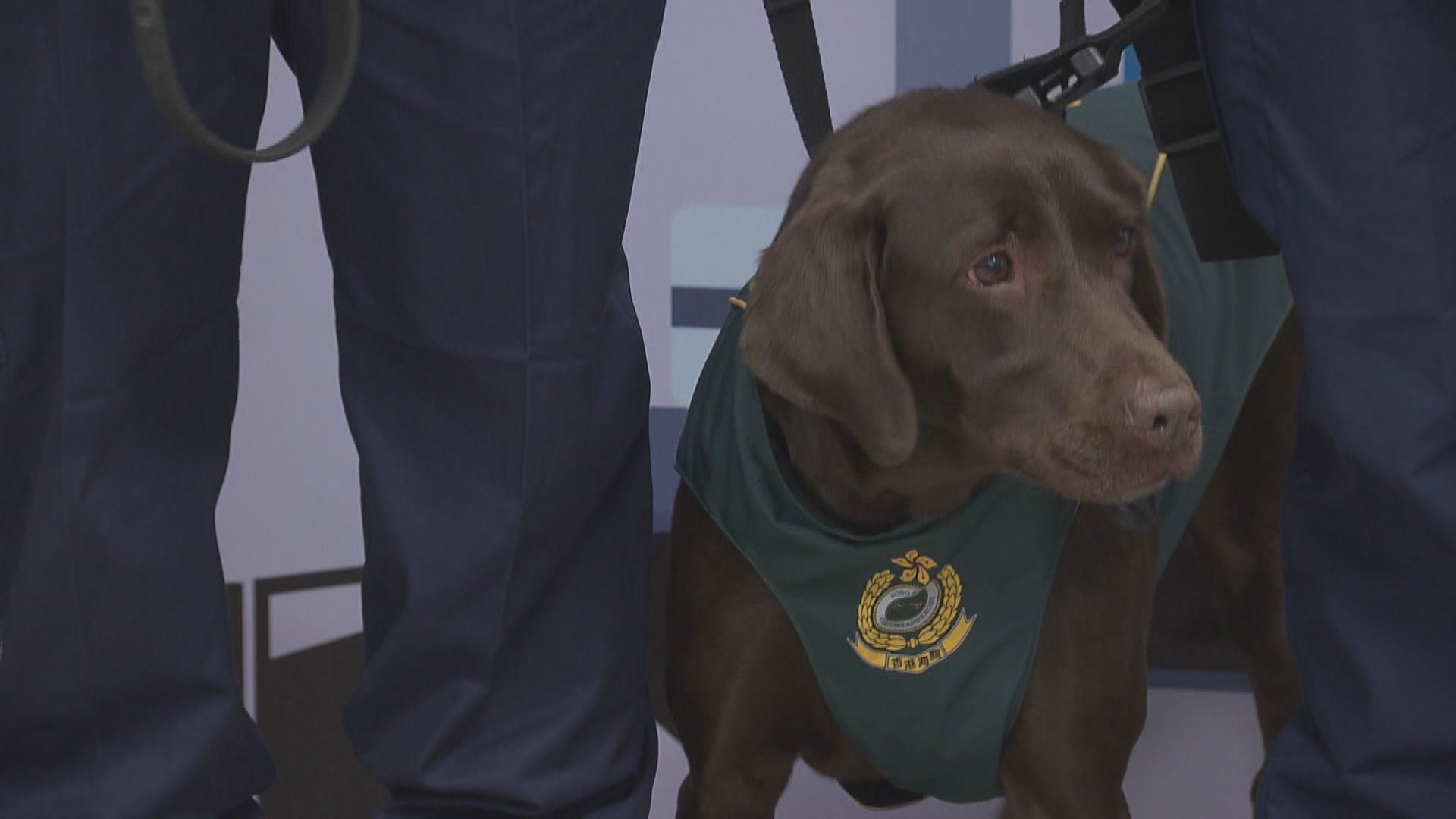 海關成立首支槍械搜查犬隊應付郵件數量增加