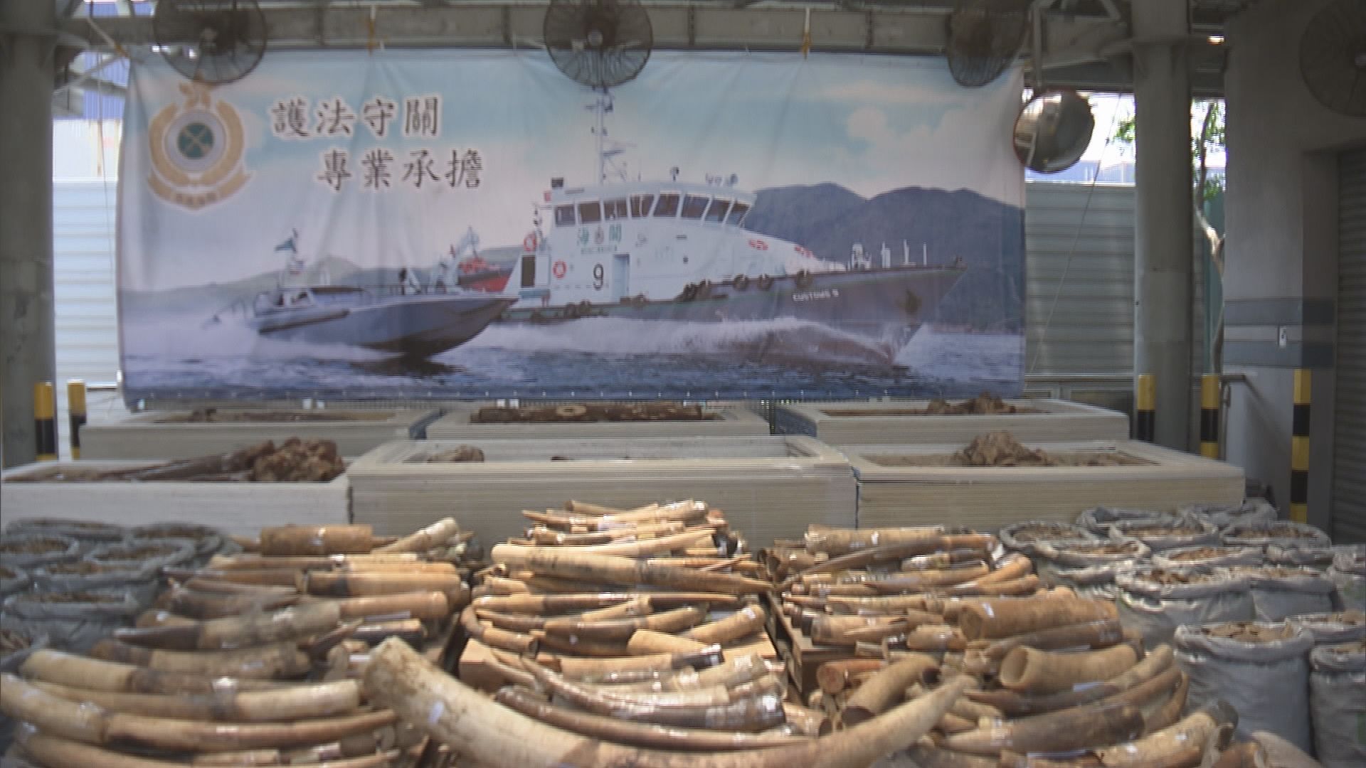 首八個月有五百多宗走私瀕危物種案