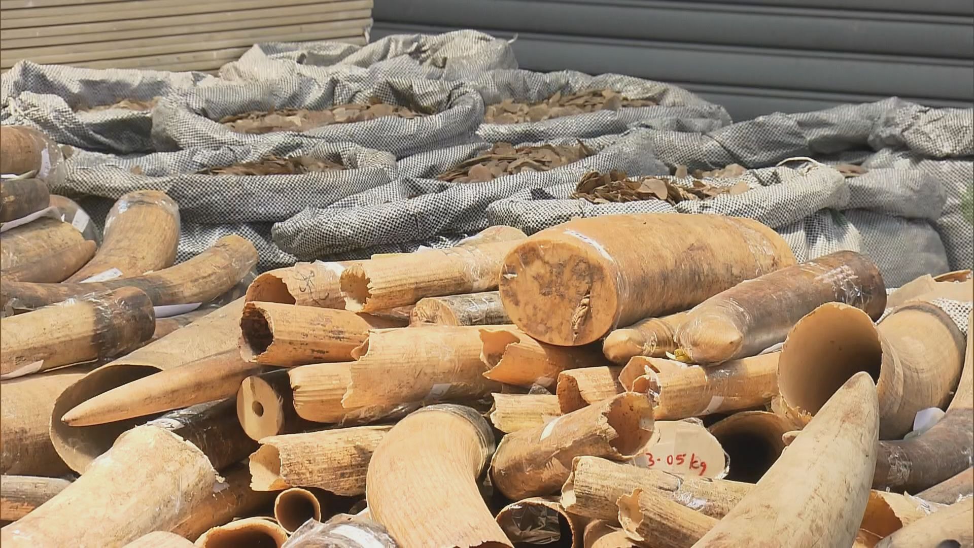 海關：未見走私活動有惡化趨勢