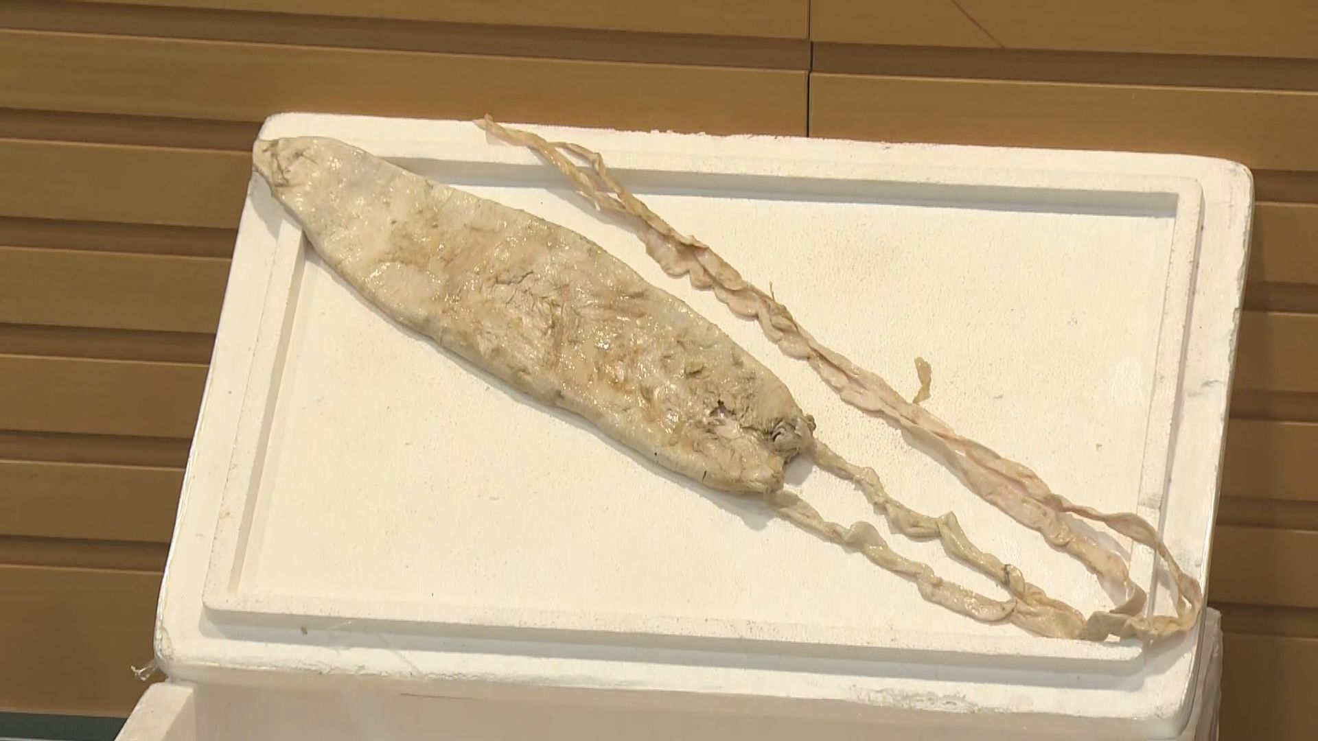 海關檢有紀錄以來最大批走私石首魚魚肚　