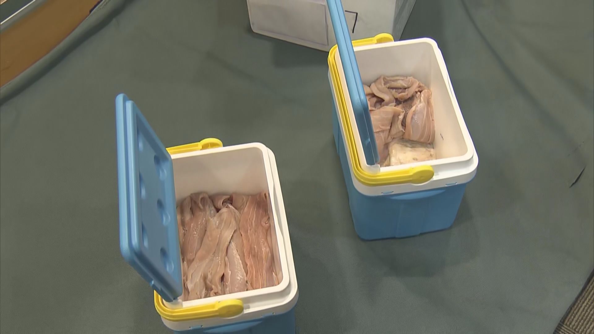 海關檢獲走私石首魚魚肚　市值約2500萬元