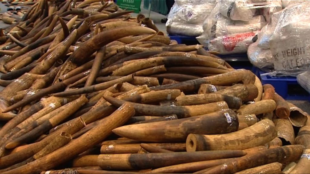 海關破近30年最大宗走私象牙拘3人