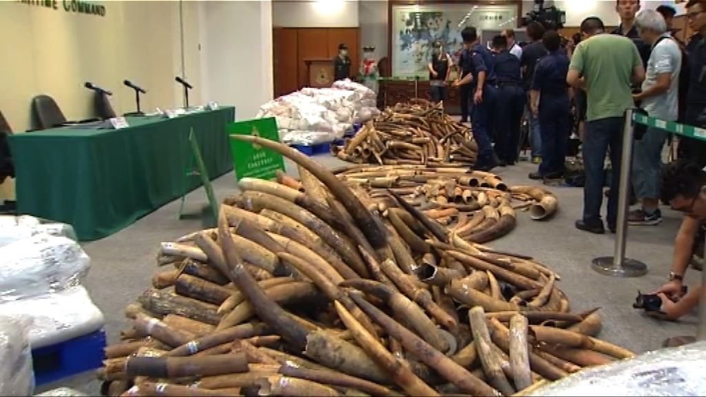 海關首次發現以凍櫃走私象牙