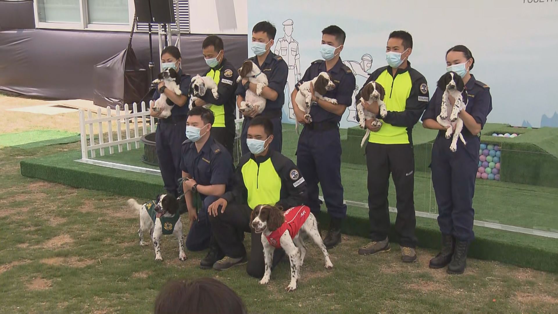 海關和消防處首次合作繁殖工作犬