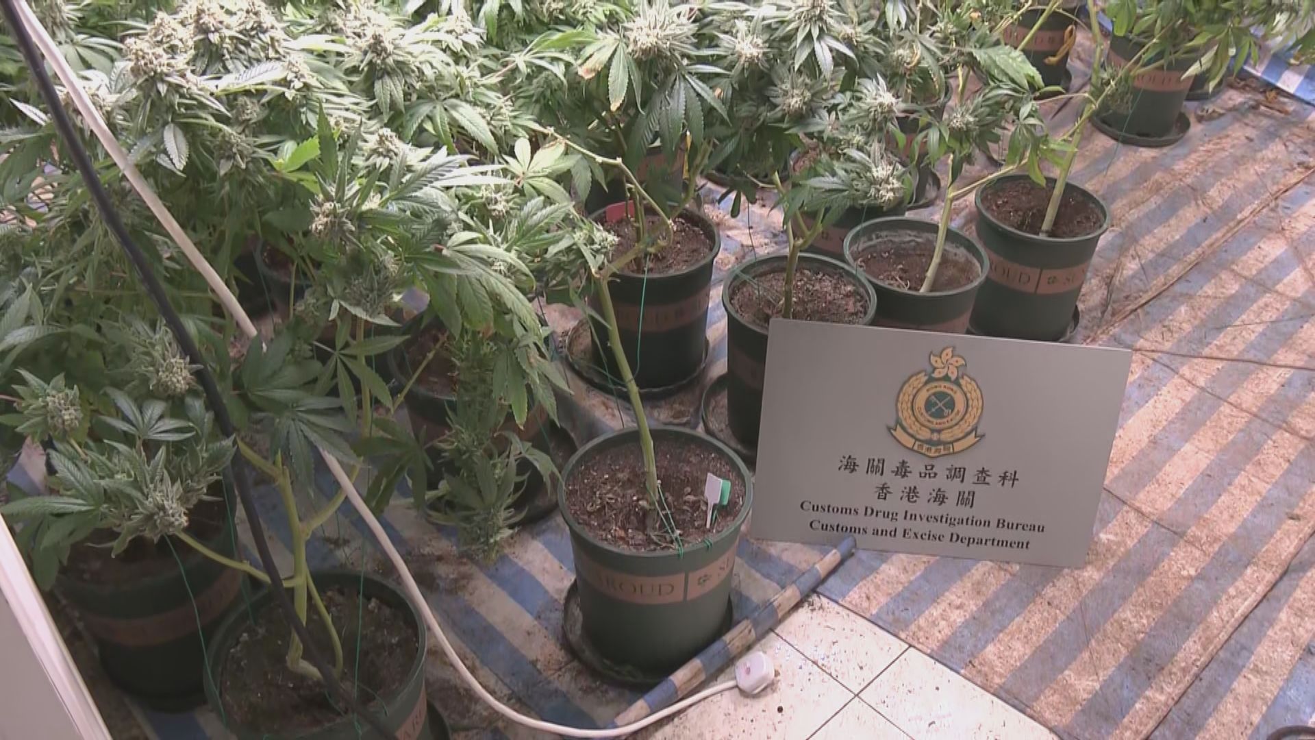 海關搗破大麻種植場檢250公斤大麻植物