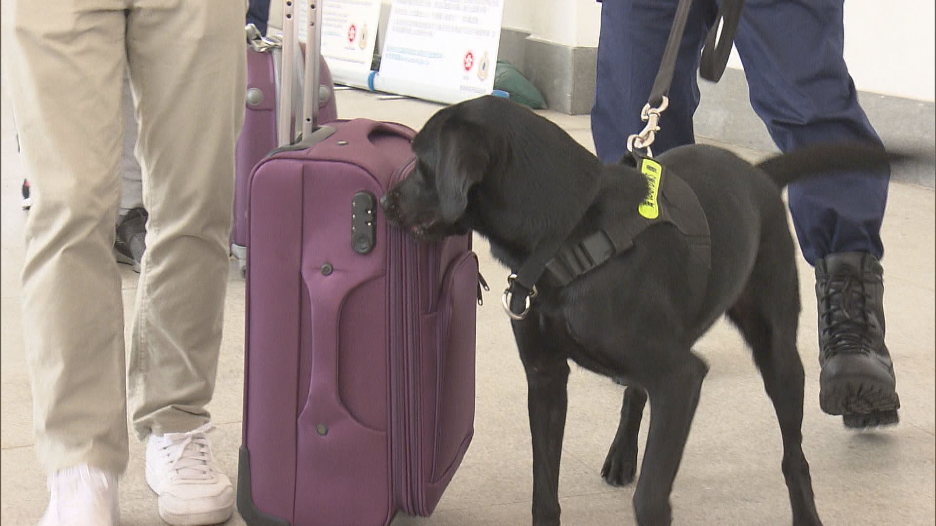 海關引入鈔票搜查犬協助執法