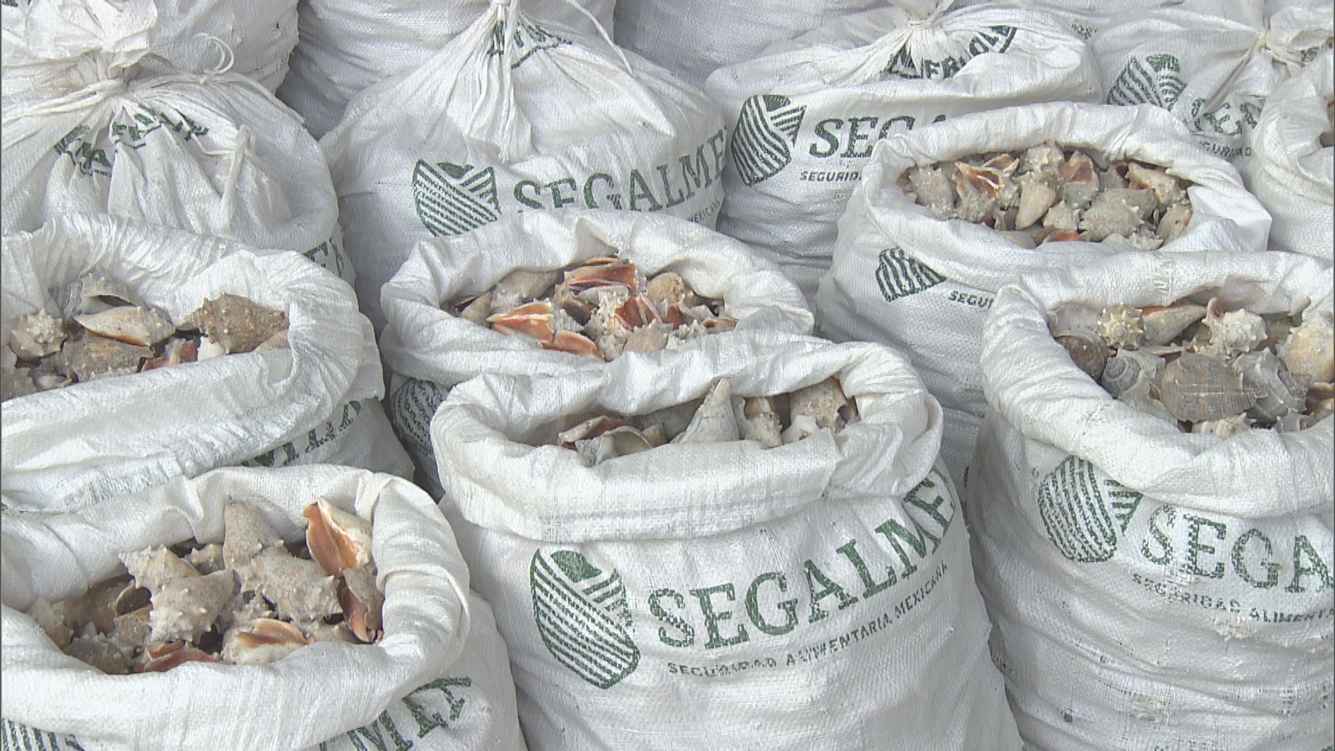 6.4億元冰毒偽裝貝殼運港 海關拘4人