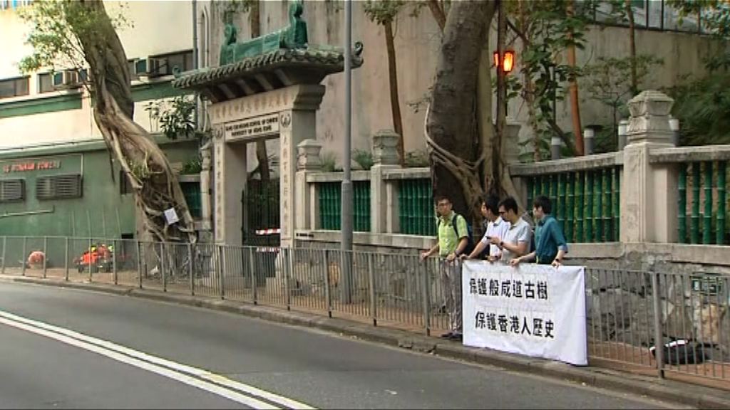 般咸道兩棵樹結構不穩要移除