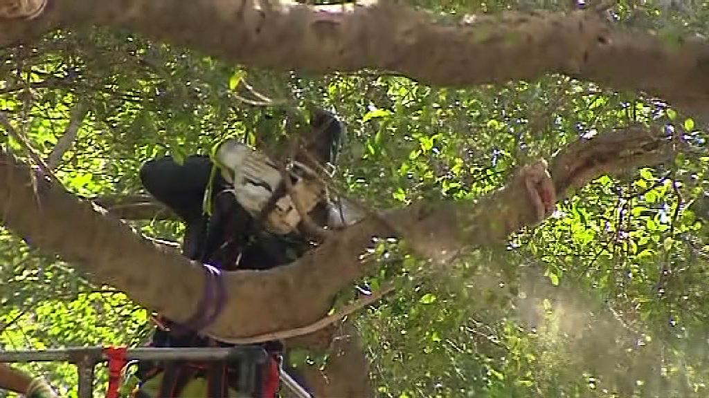 地政總署移除般咸道兩棵細葉榕