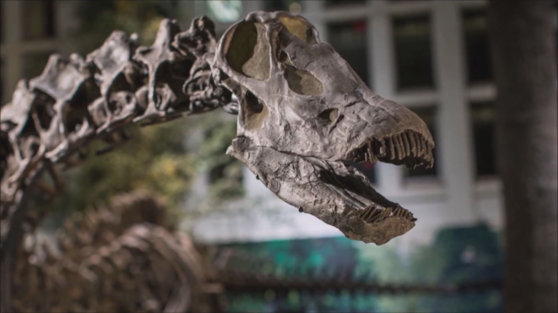 研究人員首次發現證據　或證恐龍會感冒