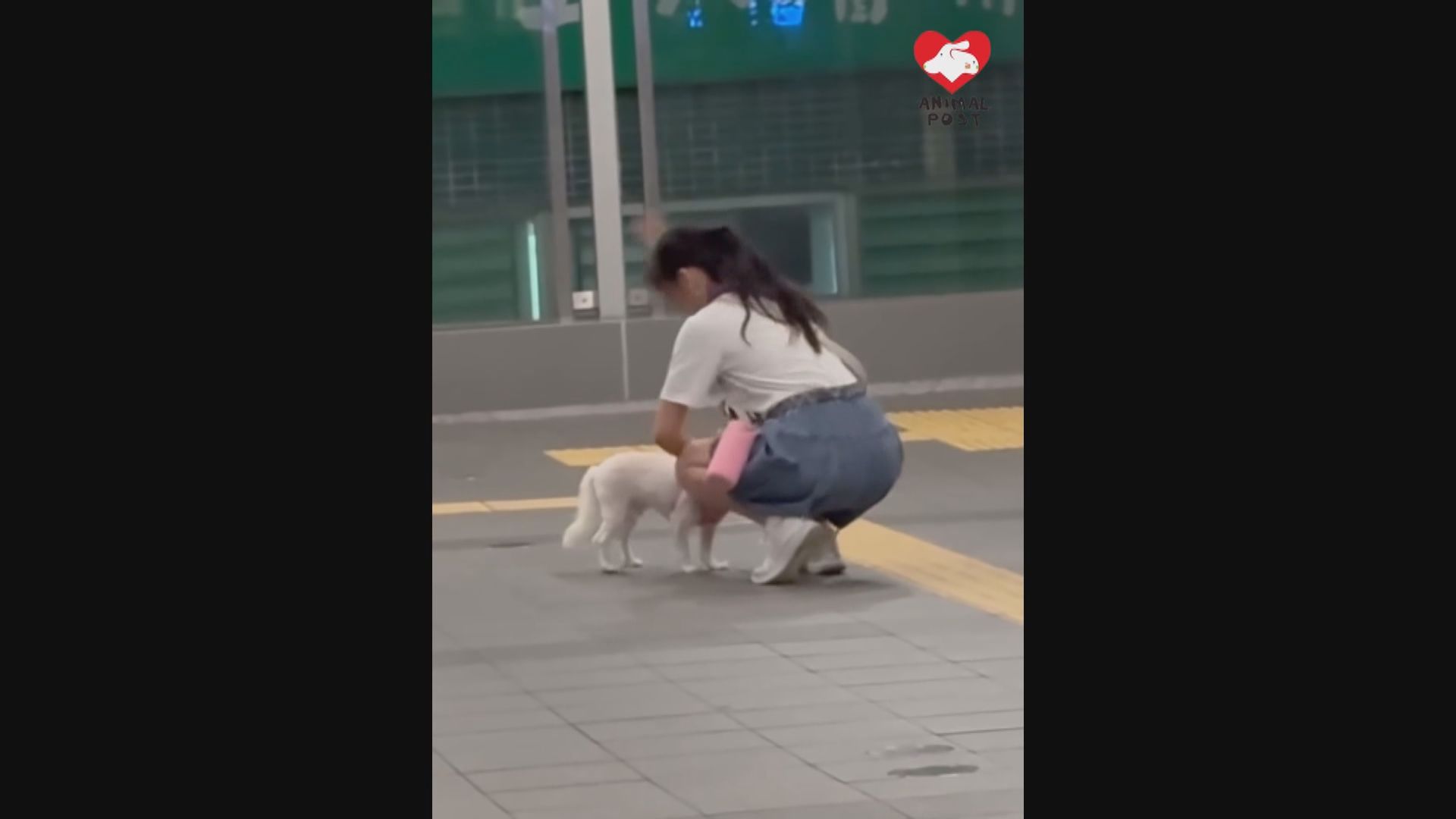 女子旺角天橋打狗　涉殘酷對待動物被捕