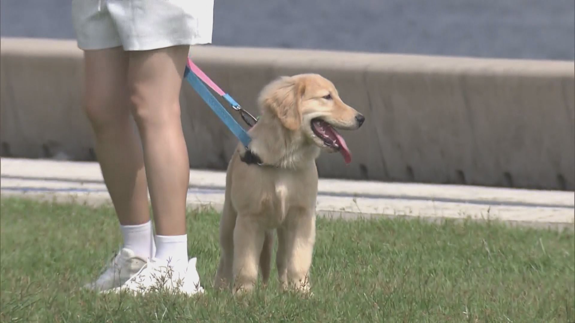 漁護署繼續各區特別巡查　提醒狗主妥善控制狗隻