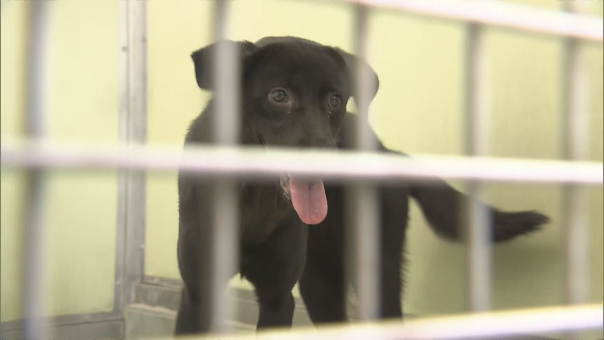 動物管理中心每年捕獲約400隻流浪狗　近年領養數字下跌