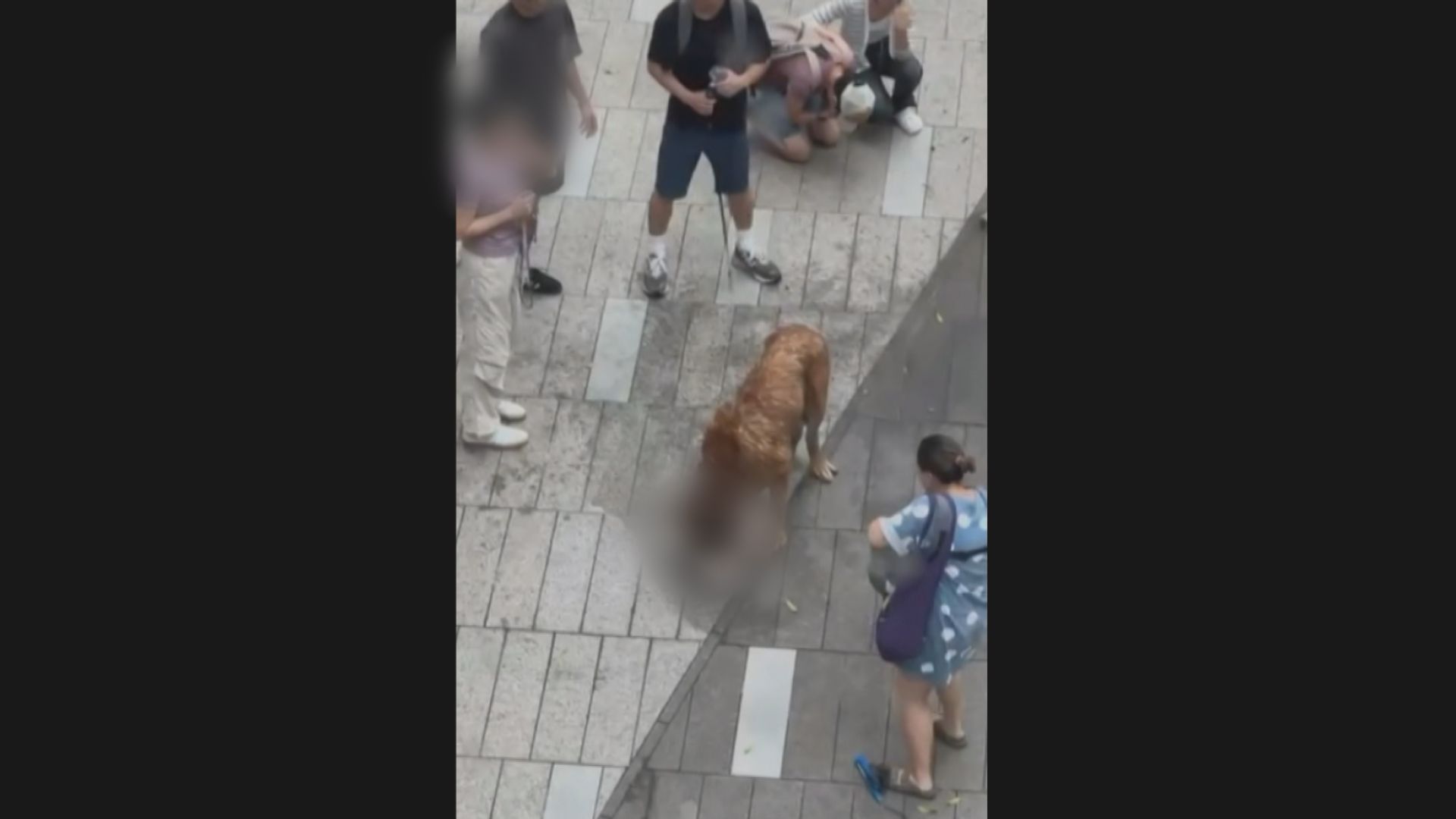 元朗有大狗先後咬死兩狗　被漁護署帶走