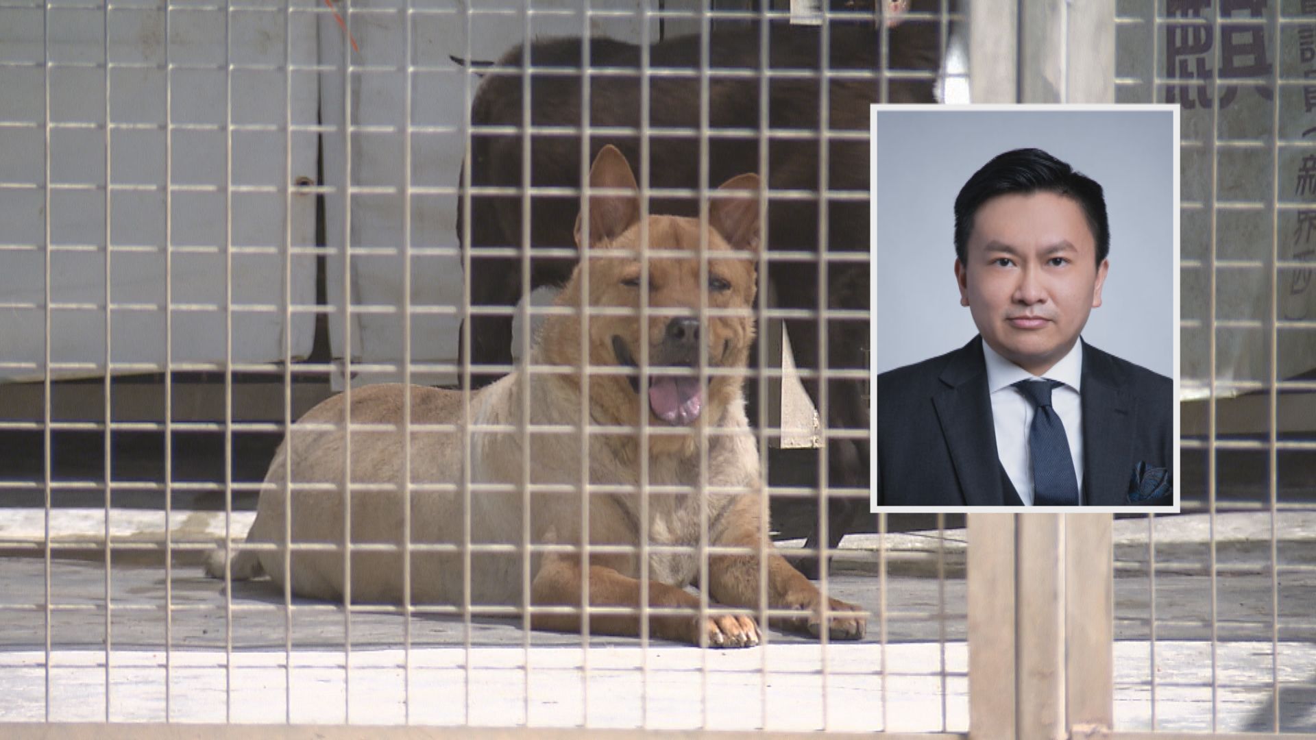 警方：接獲至少10宗賣「香肉」盜銀行資料報案 律師：市民查詢買狗肉都有可能犯法