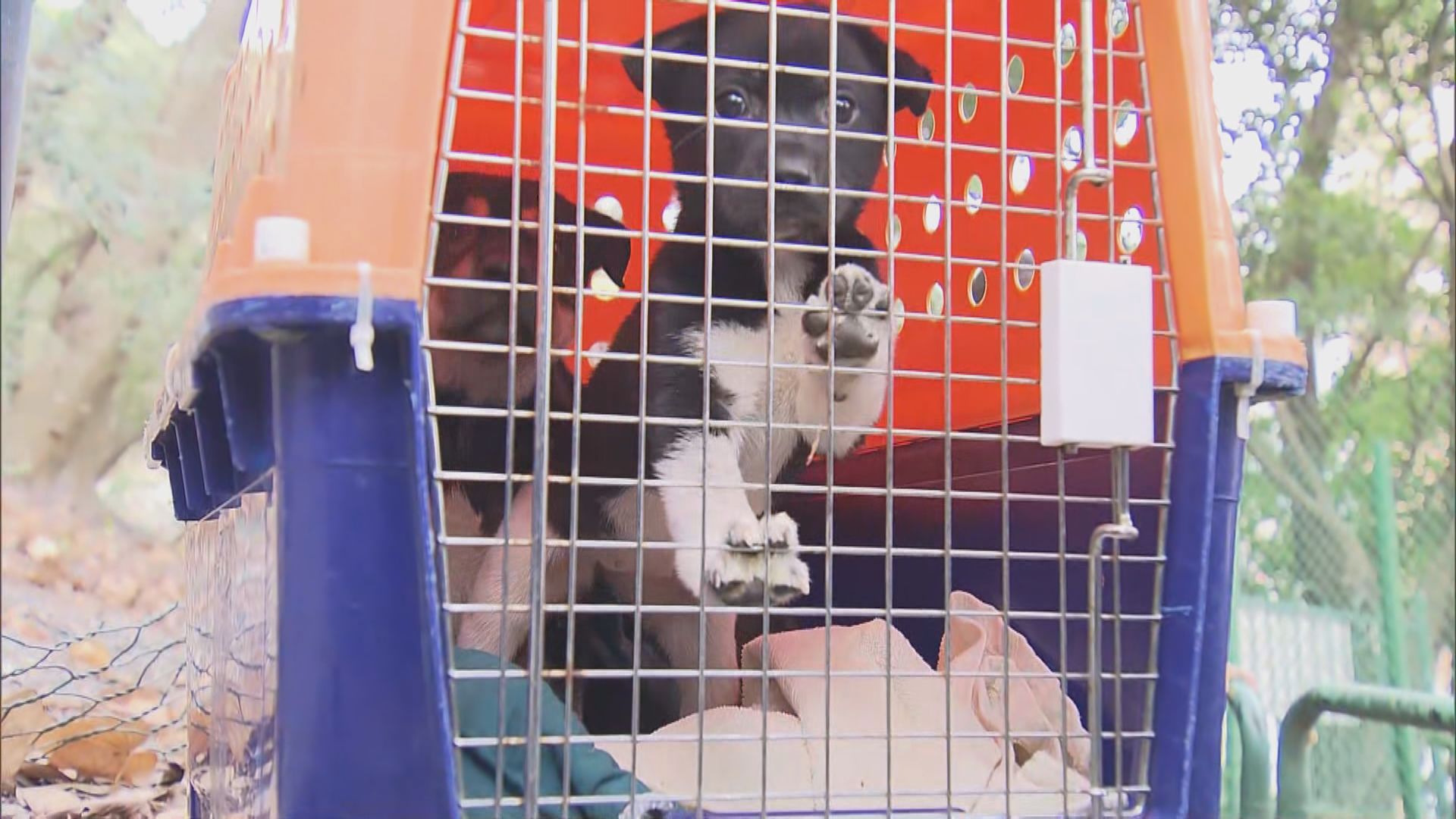 葵涌兩小狗被困沙井獲救　交愛護動物協會人員帶走