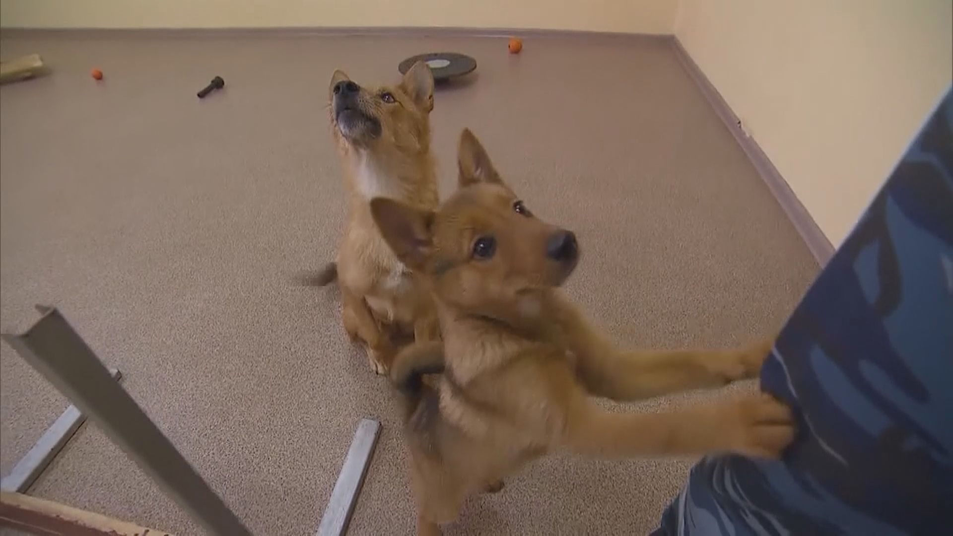 研究指少數未受訓狗隻可快速學懂新詞彙