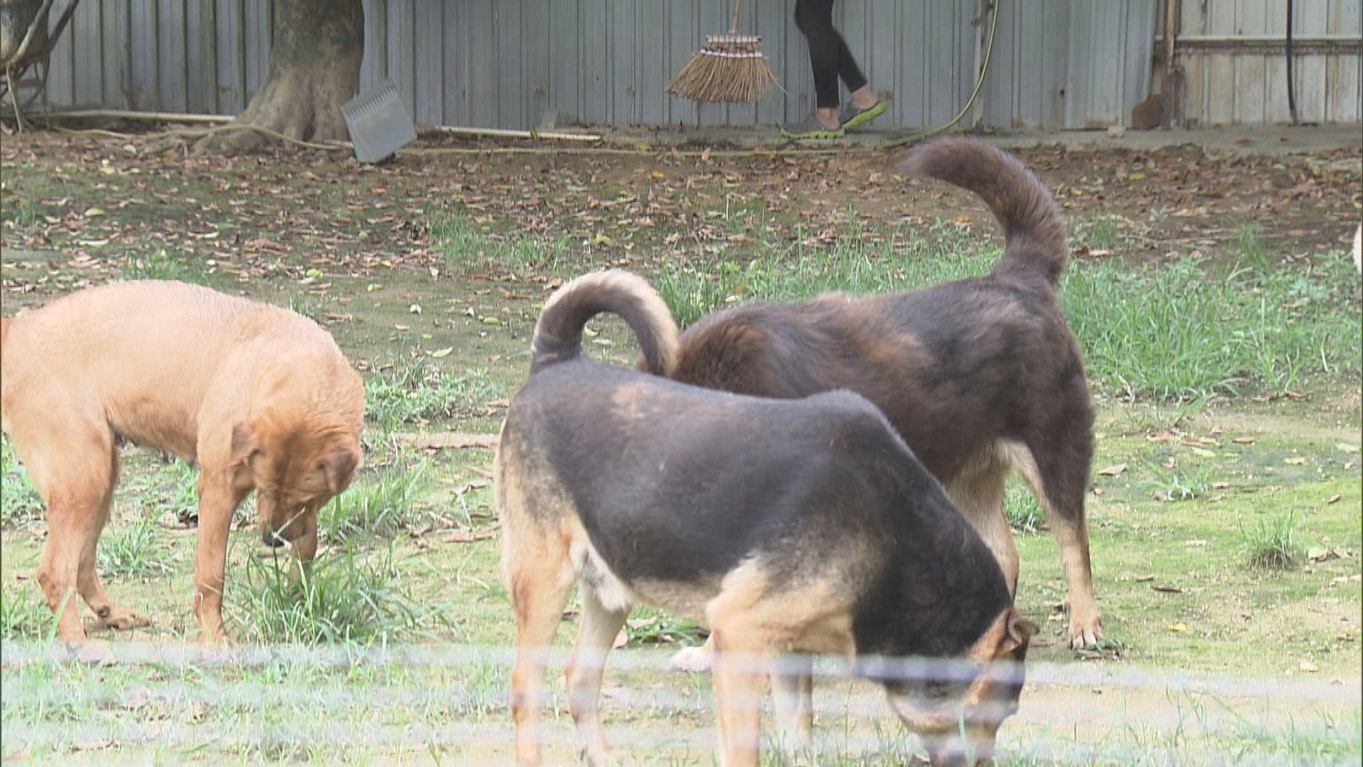 城規會委員認為改建動物寄養所須減低周遭環境影響