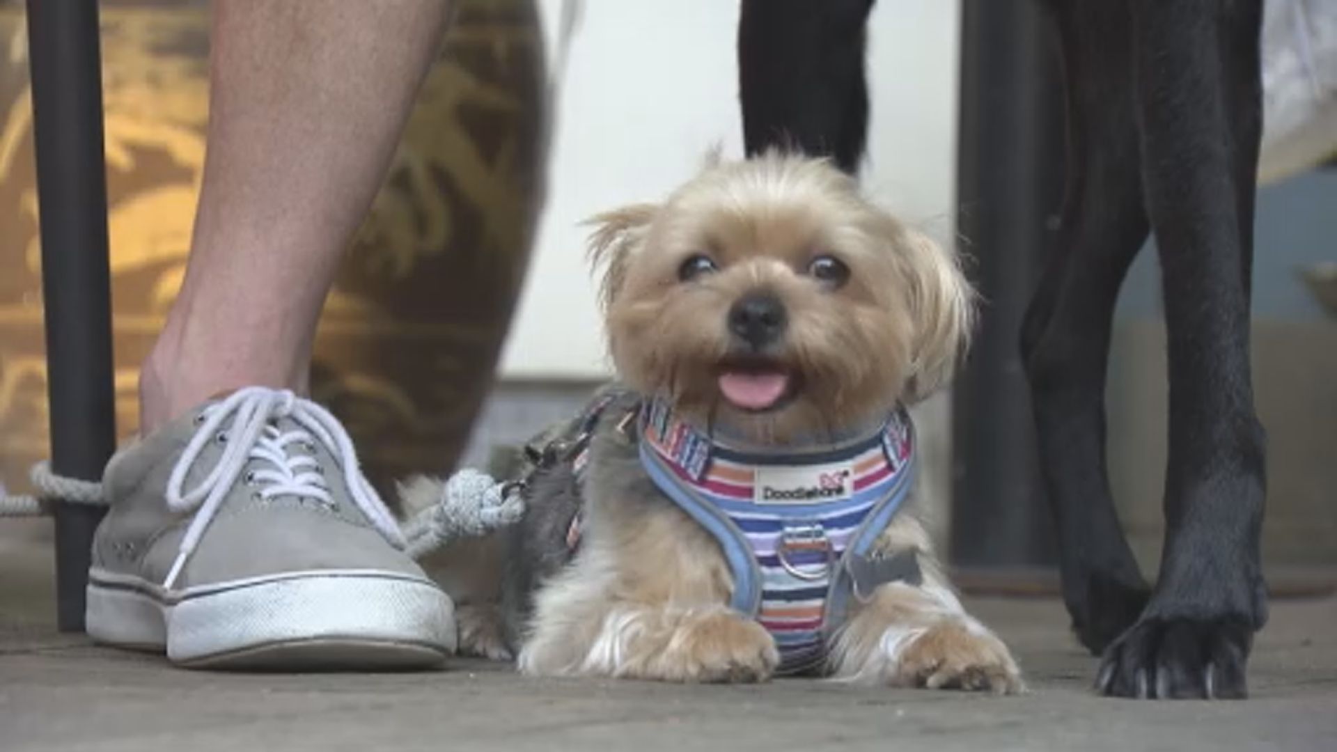狗隻獲准入食肆料5月8日生效